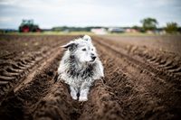 Lissy Hofhund Marklendorfer Knoblauch Feld